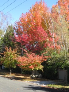 Turangi in Autumn