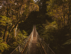 Redwoods Treewalk