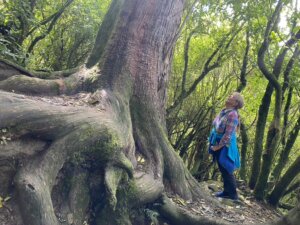 Peel Forest Ancient trees