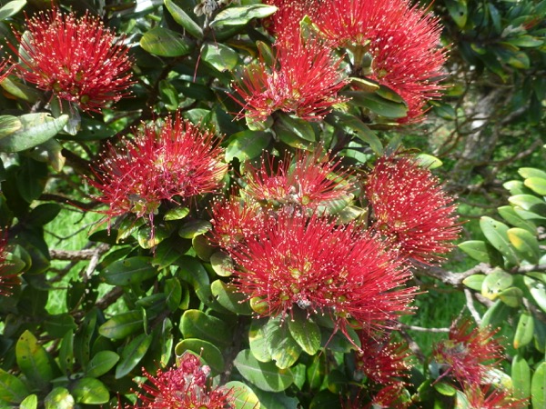 Flowering Pohotukawa