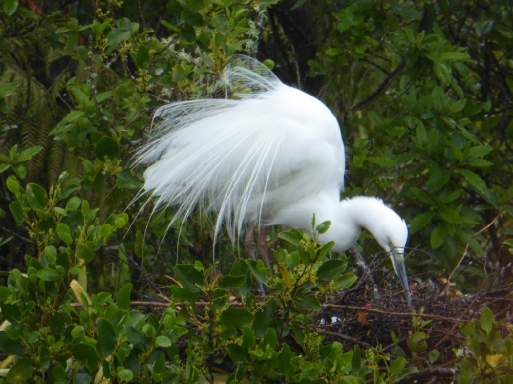 Kotuku - the White Heron